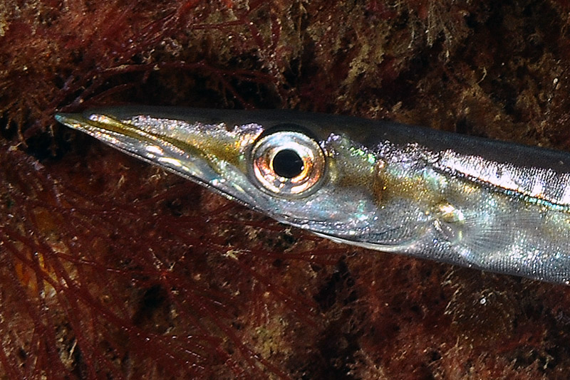 juvenile Sphyraena cf. viridensis